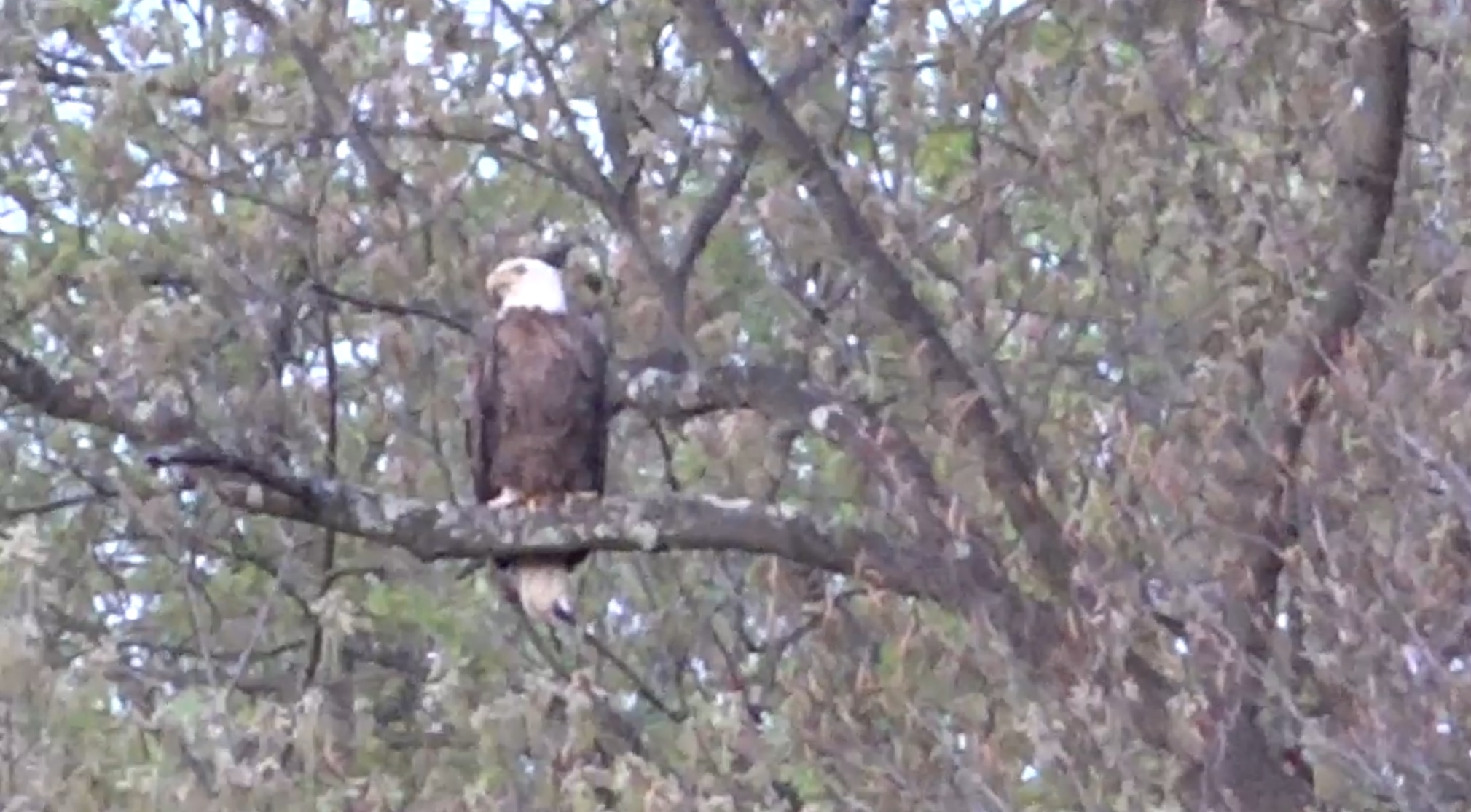 Bald Eagle