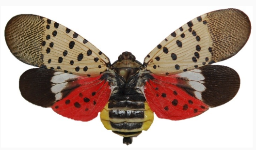 Lanternfly